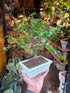 A Bonsai Sageretia in a white ceramic pot plant in front of Urban Tropicana&