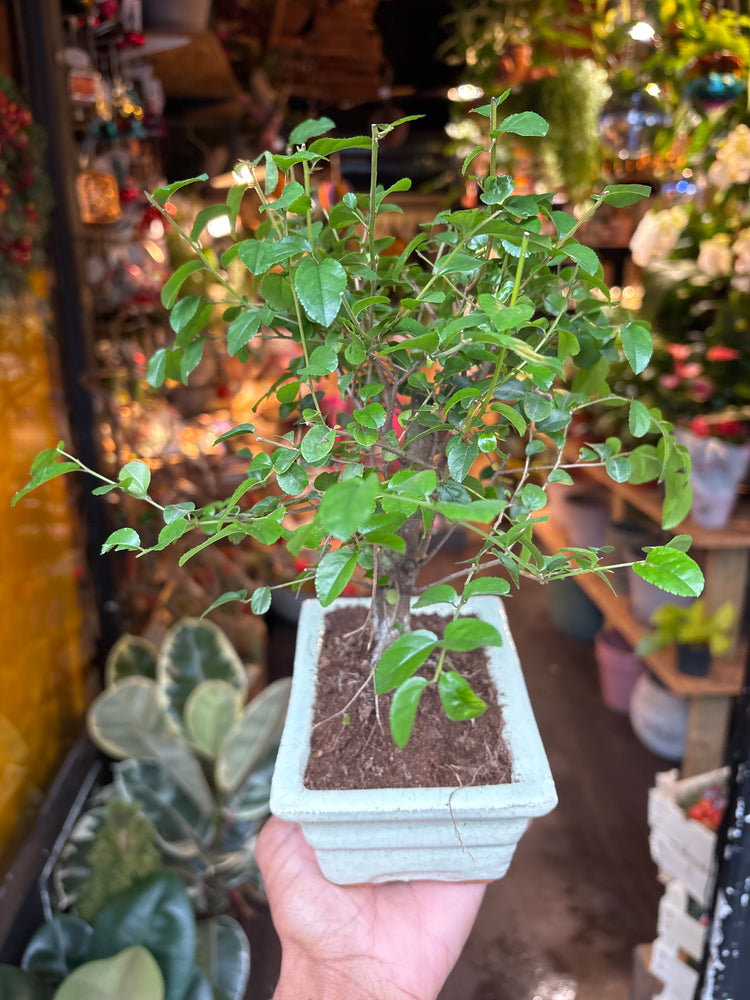 A Bonsai Sageretia in a white ceramic pot plant in front of Urban Tropicana&