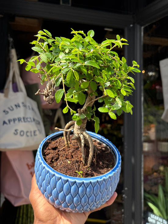 Bonsai Zelkova plant outside Urban Tropicana plant shop in Chiswick, London