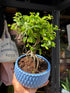 Bonsai Zelkova plant outside Urban Tropicana plant shop in Chiswick, London