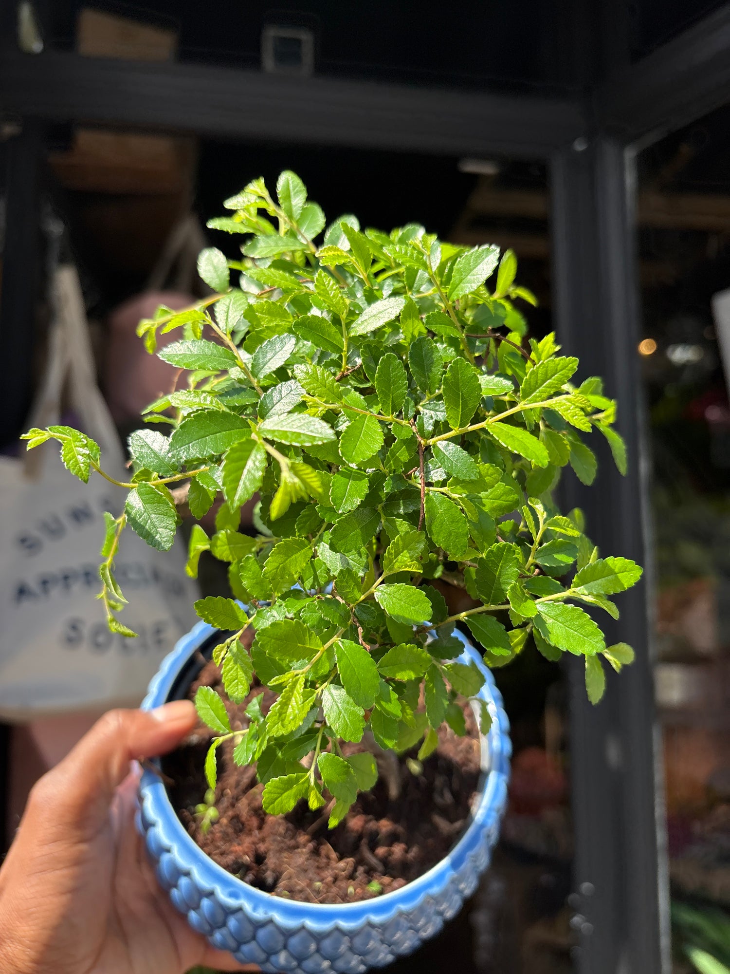 Bonsai Zelkova plant outside Urban Tropicana plant shop in Chiswick, London