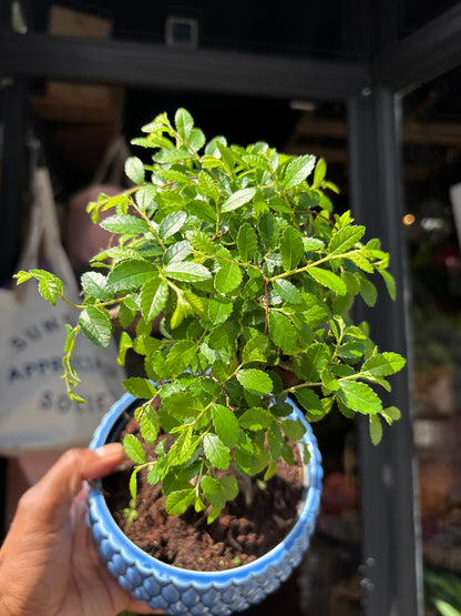 Bonsai Zelkova plant outside Urban Tropicana plant shop in Chiswick, London