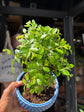 Bonsai Zelkova plant outside Urban Tropicana plant shop in Chiswick, London