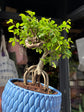 Bonsai Zelkova plant outside Urban Tropicana plant shop in Chiswick, London