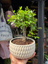 Bonsai Zelkova tree in 15cm white ceramic pot outside Urban Tropicana plant shop in Chiswick, London