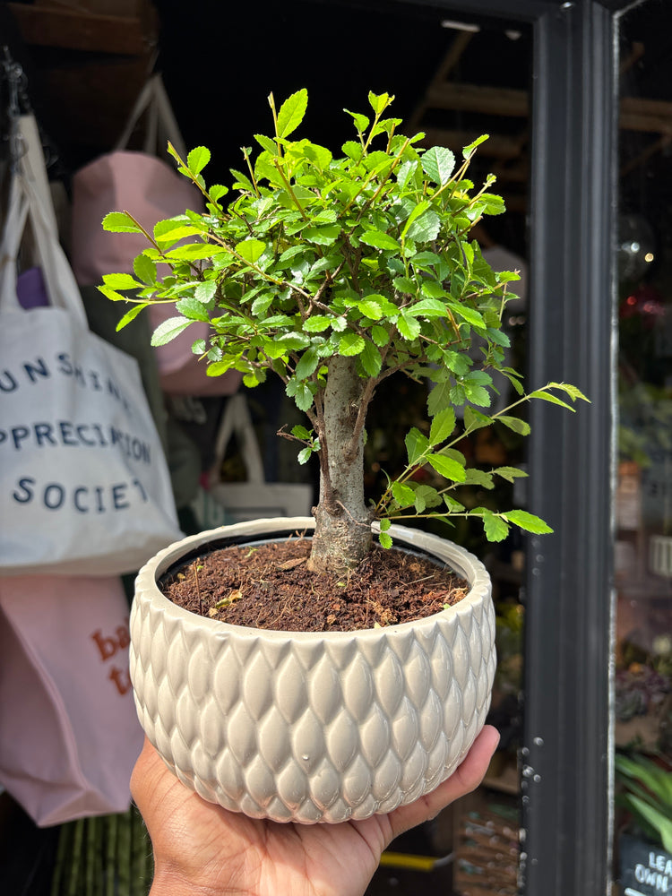 Bonsai Zelkova tree in 15cm white ceramic pot outside Urban Tropicana plant shop in Chiswick, London