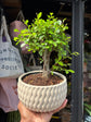 Bonsai Zelkova tree in 15cm white ceramic pot outside Urban Tropicana plant shop in Chiswick, London
