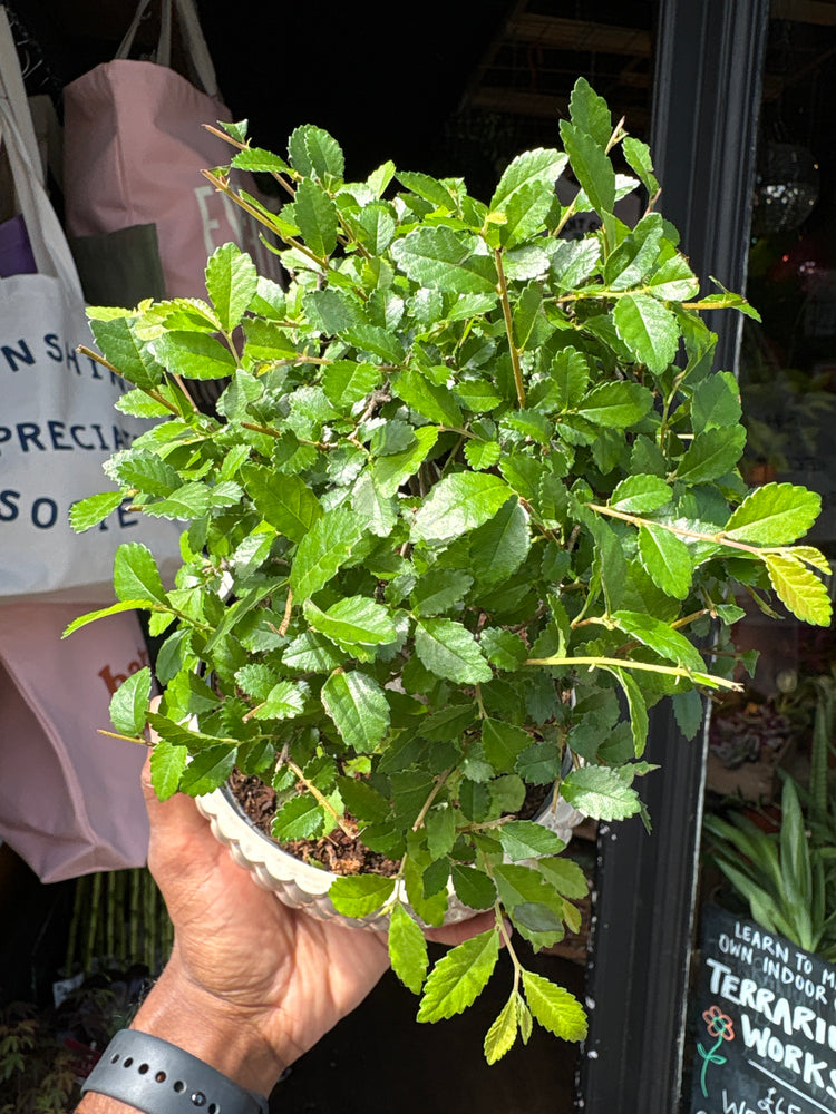 Bonsai Zelkova tree in 15cm white ceramic pot outside Urban Tropicana plant shop in Chiswick, London
