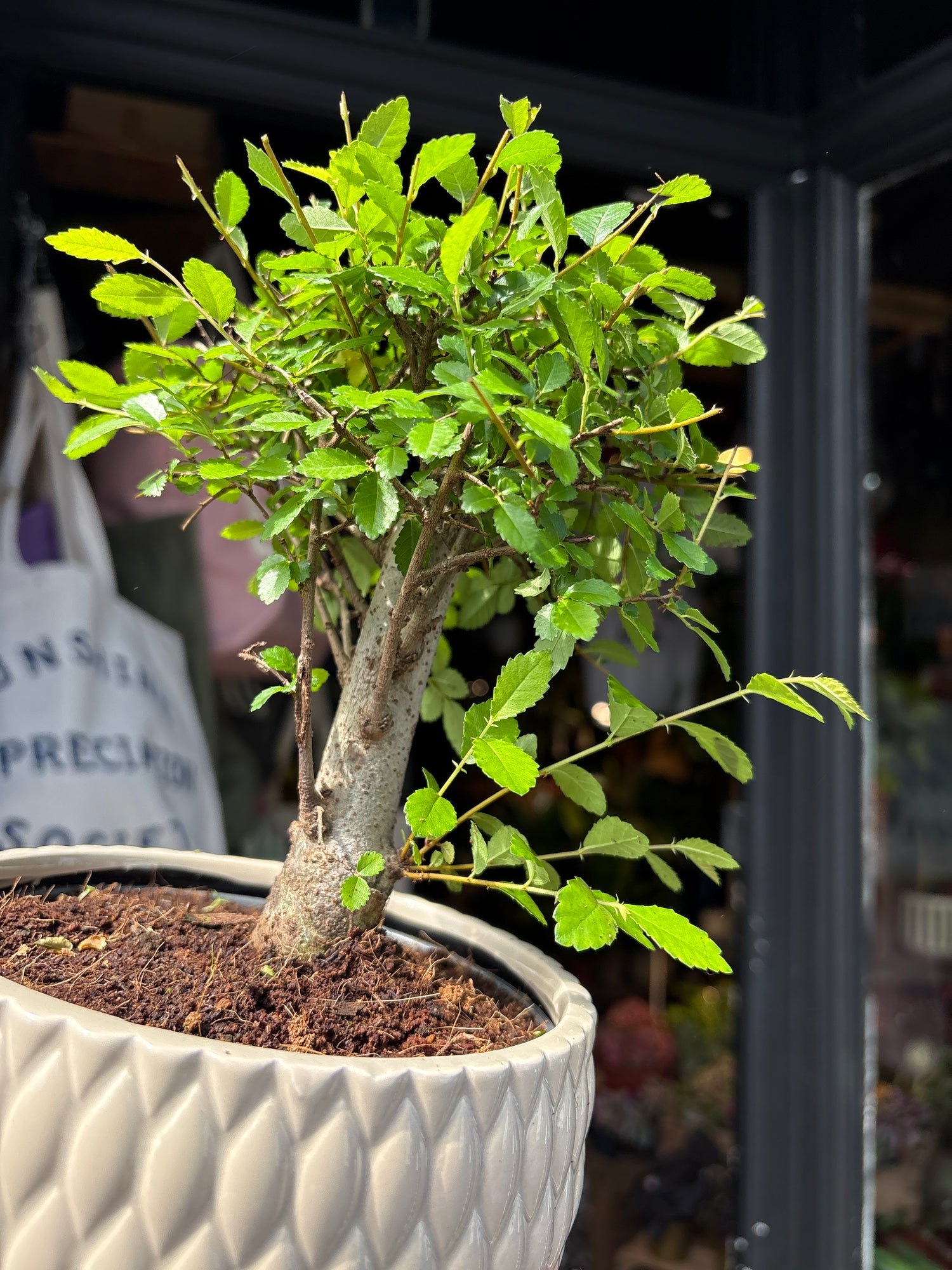zelkova tree bonsai Bonsai Zelkova - House Plants - Plant Shop