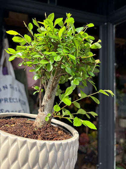 Bonsai Zelkova tree in 15cm white ceramic pot outside Urban Tropicana plant shop in Chiswick, London