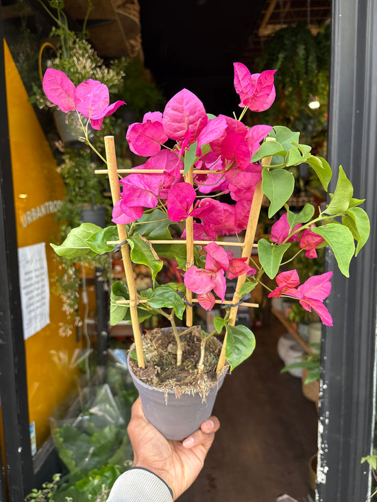 A Bougainvillea plant in front of Urban Tropicana’s Plant Shop in Chiswick London