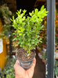 A Buxus plant in front of Urban Tropicana’s Plant Shop in Chiswick London
