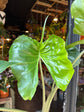 Alocasia Stingray | 17cm pot