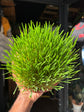 Cat grass | 16cm pot