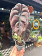 Alocasia Cuprea &