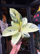 Ficus Elastica &