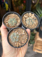 Lophohora williamsii | 6cm pot