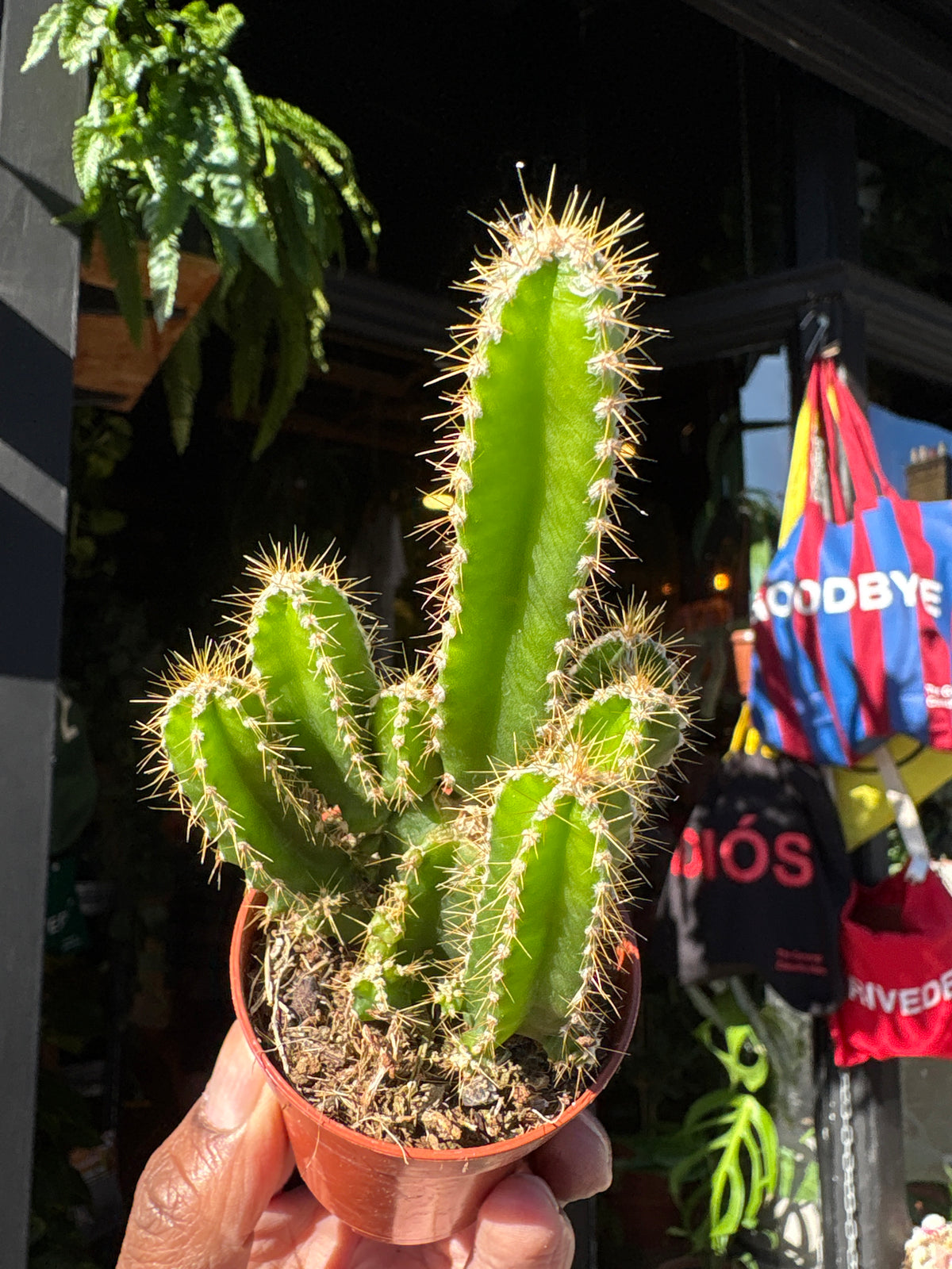 Cereus Peruvianus Florida | 5.5cm pot