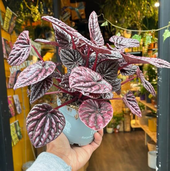 A Peperomia Red Luna plant also known as a Peperomia Caperata in front of Urban Tropicana&