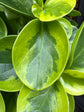 A Peperomia Obtusfolia Variegated plant in front of Urban Tropicana’s Plant Shop in Chiswick London