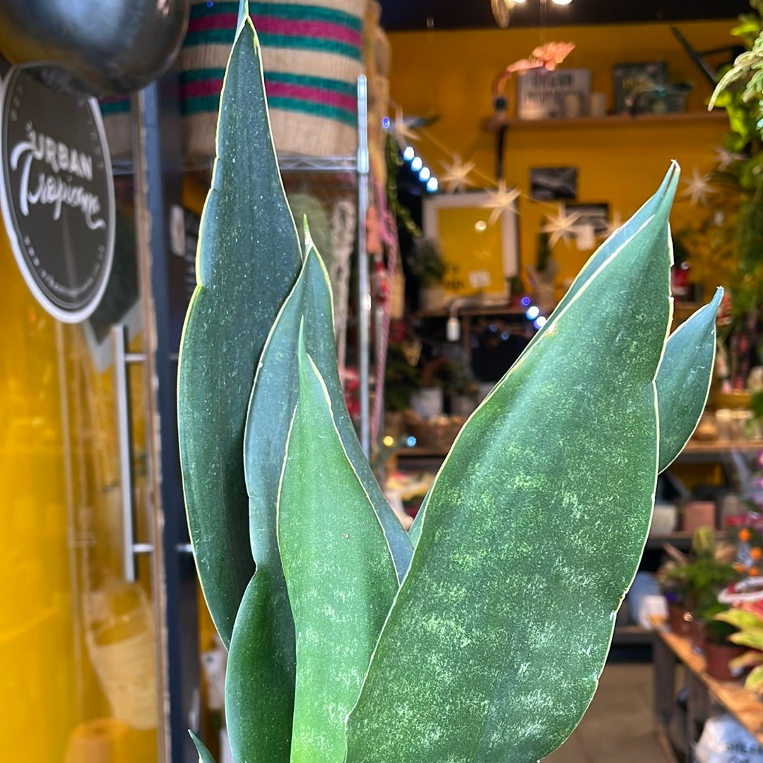 A Sansevieria Dark Diamond plant also known as a Snake Plant in front of Urban Tropicana&
