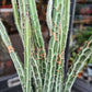 A Senecio Stapeliiformis plant also known as a Candle Stick Plant in front of Urban Tropicana&