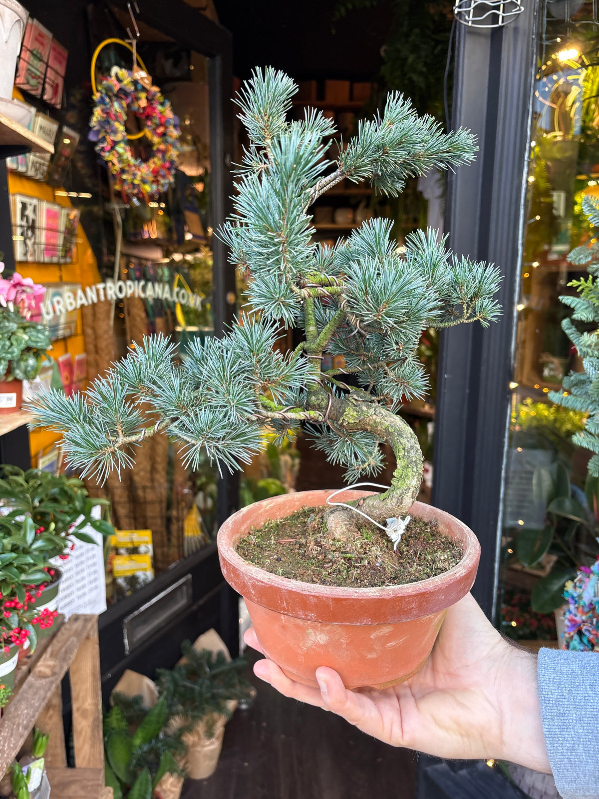 Bonsai Pinus Parviflora | 19cm pot