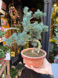 Bonsai Pinus Parviflora | 19cm pot
