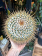 Mammillaria Apolozensis v. Saltensis | 15cm pot