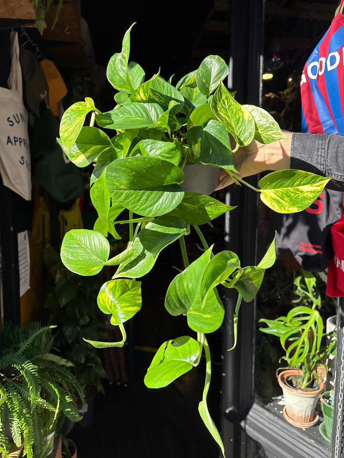 Epipremnum &