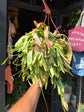 Pseudorhipsalis Ramulosa | 21cm hanging pot