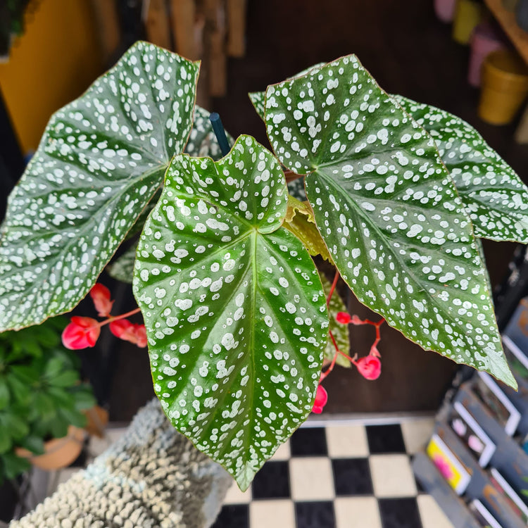 A Begonia Albo-Picta plant also known as a Guinea Wing Begonia in front of Urban Tropicana&