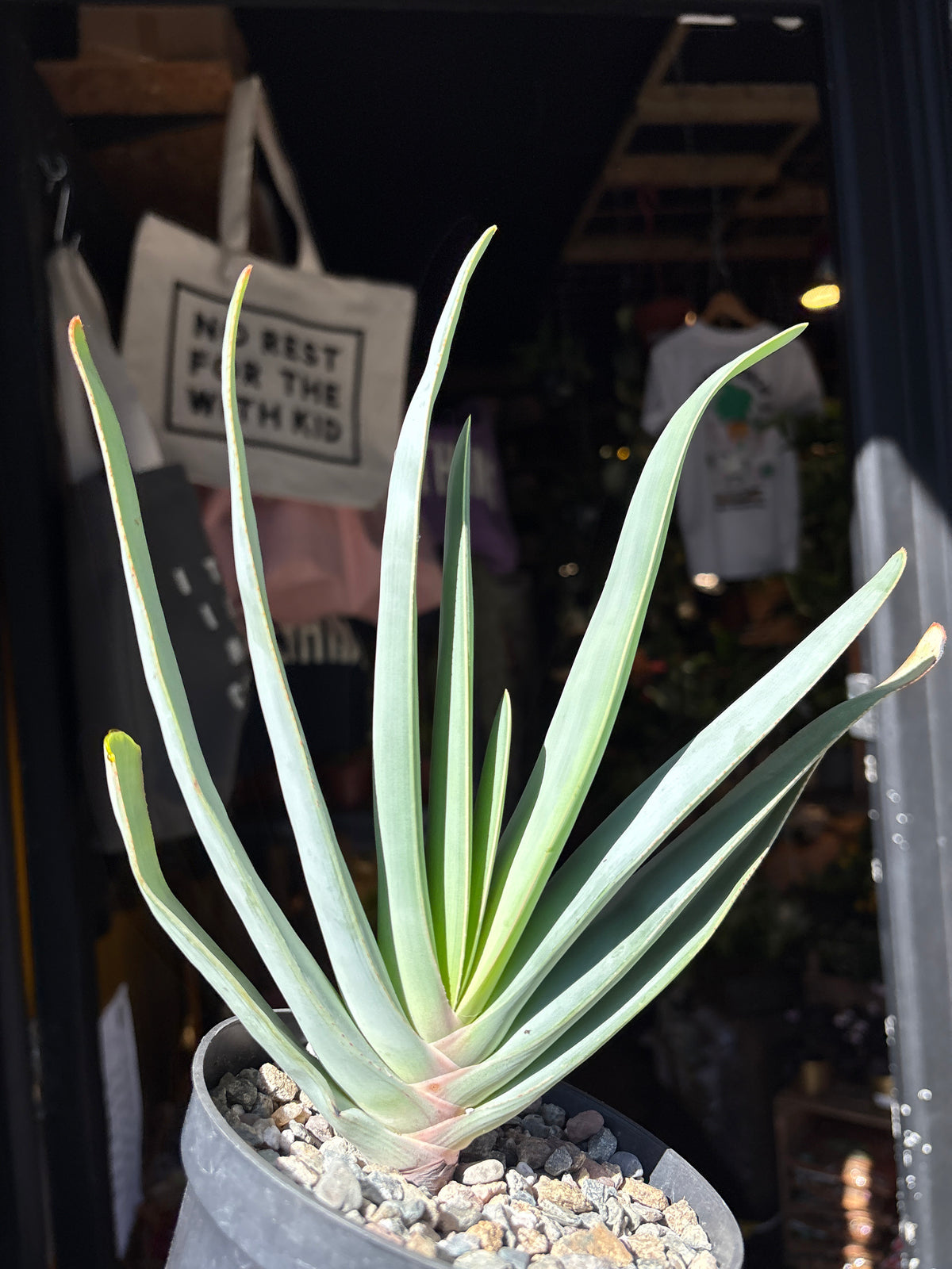 Aloe Plicatilis | 13cm pot