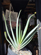 Aloe Plicatilis | 13cm pot