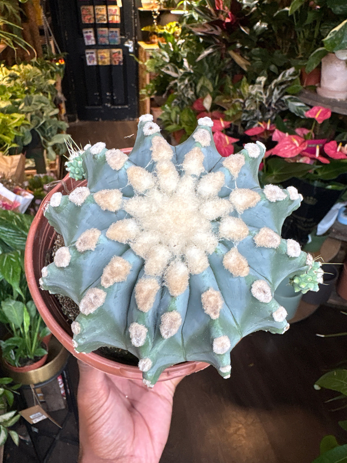 Ferocactus Glaucescens Inermis | 17cm pot