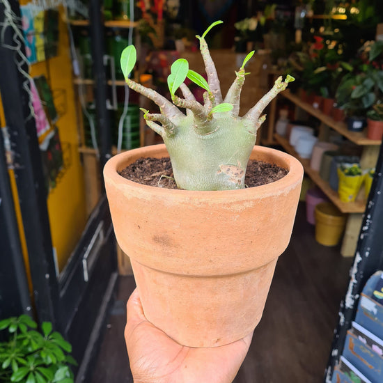 A Adenium Baobab plant also known as a Desert Rose in front of Urban Tropicana&