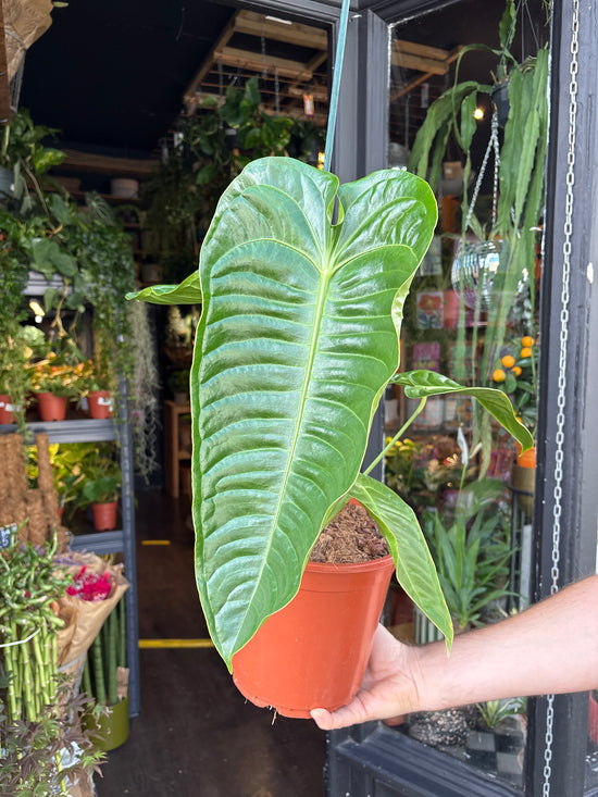 Anthurium Veitchii | 21cm pot