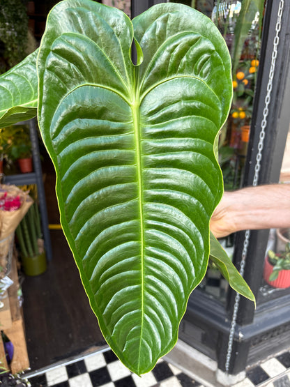 Anthurium Veitchii | 21cm pot