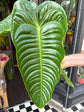 Anthurium Veitchii | 21cm pot