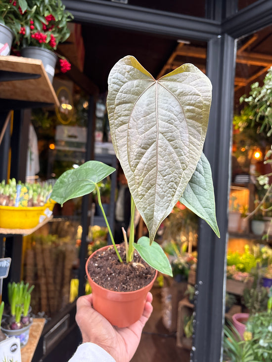 Anthurium ‘Queen of Hearts’ | 10.5cm pot