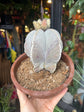 Astrophytum Bishops Mitre (C) | 18cm pot