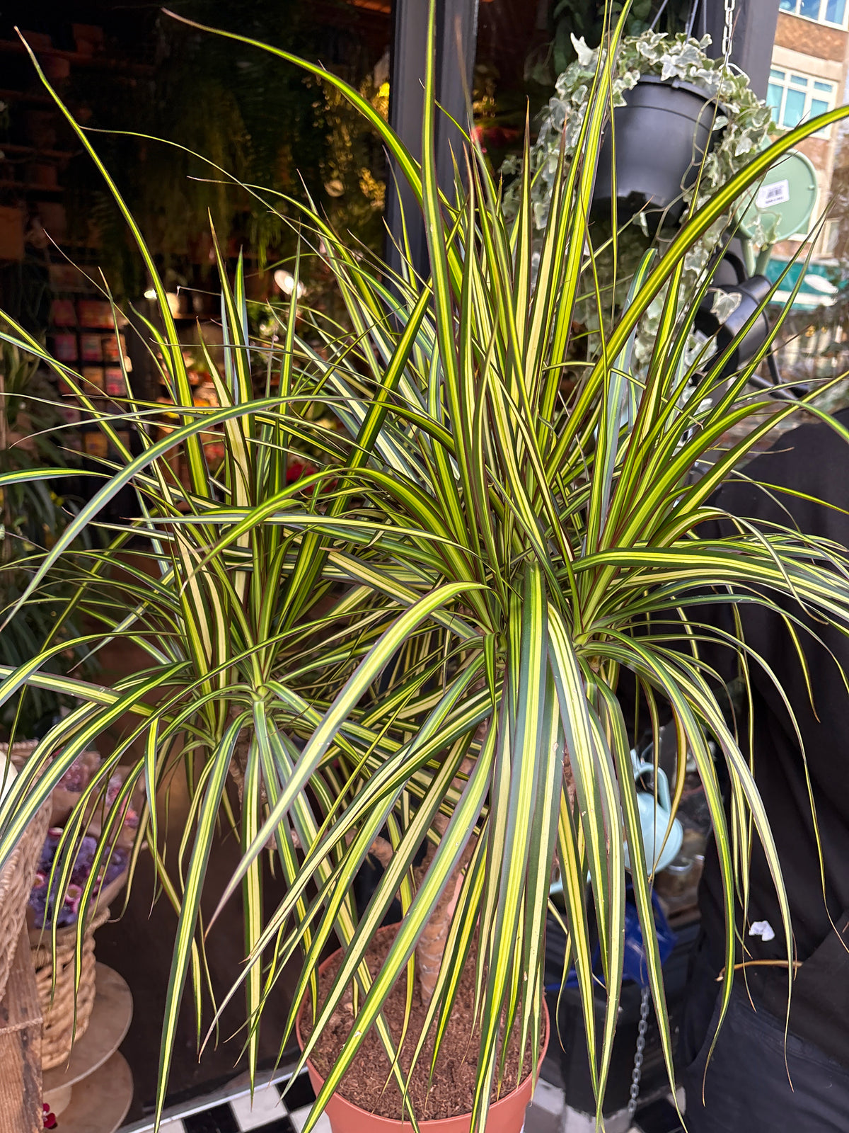 Dracaena Marginata ‘Sunray’ | 21cm pot