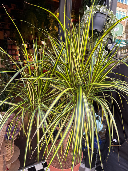 Dracaena Marginata ‘Sunray’ | 21cm pot
