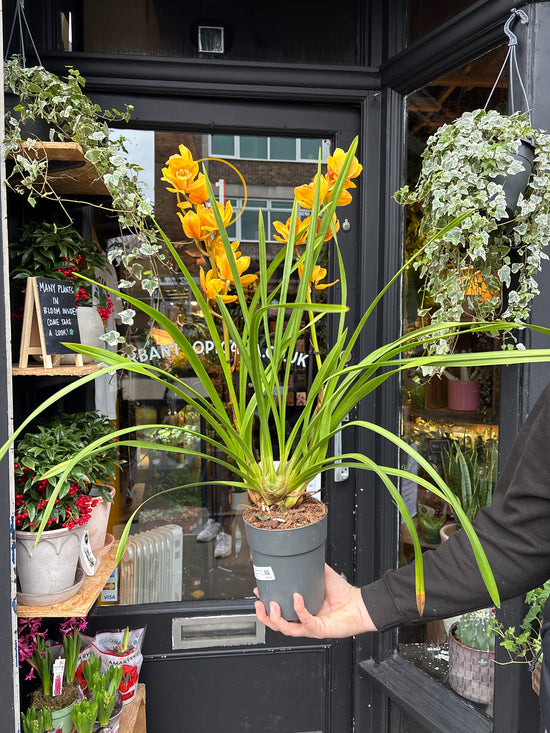 Cymbidium Yellow | 14cm pot