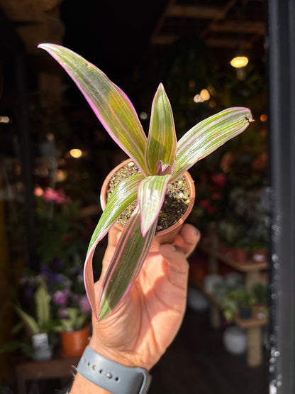 Tradescantia Spathacea Versicolor | 6cm pot