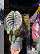 Alocasia Cuprea &