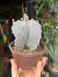 Astrophytum hybrid | 12cm pot