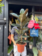 Ficus Abidjan | 24cm pot
