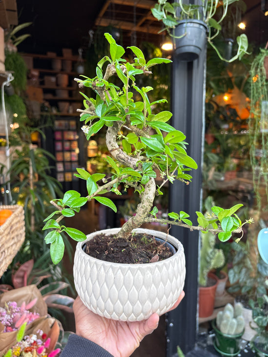 Bonsai Carmona | 15cm white ceramic pot & saucer