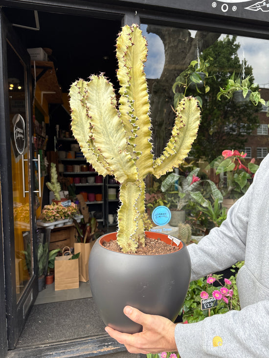 Euphorbia Ingens Marmorata | 24cm pot